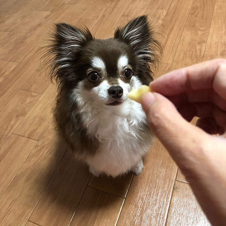 スゥちゃん、今年初めての桃🍑です^ - ^

先週の土曜日の午後、スゥちゃん左目をショボショボさせたり、つむったり💦

病院🏥に電話☎️したら、時間外なのに診てもらえる事に🙇‍♂️

結膜炎でした🙇‍♂️

今は、スゥちゃん目薬頑張って、お目目パッチリになりました^ - ^