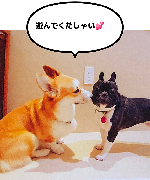 毎回、保育園の様子で芸がないですが😅
くぅさんは、とても楽しそうに保育園に通ってます😊