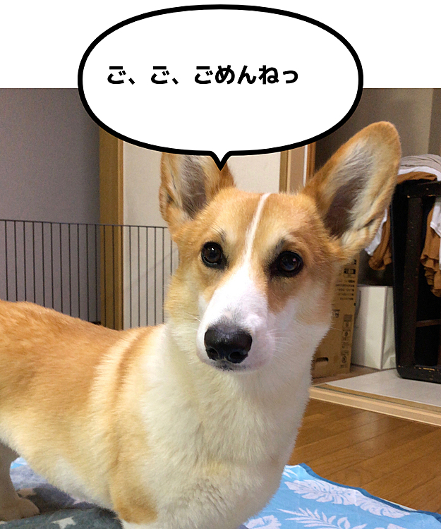 私がトイレに行ってる間に💦
💩したらしく。。しかも、私が近づいたら🌀
ボクたん、なーーーんにもしてませんよーって顔で逃げて行きました💦
ん？と、思ったら、自分の💩運んで。。しかも少し食べてた💦
もぉ💦今日は2回も怒られてしまった。。
まあるでした🌀
