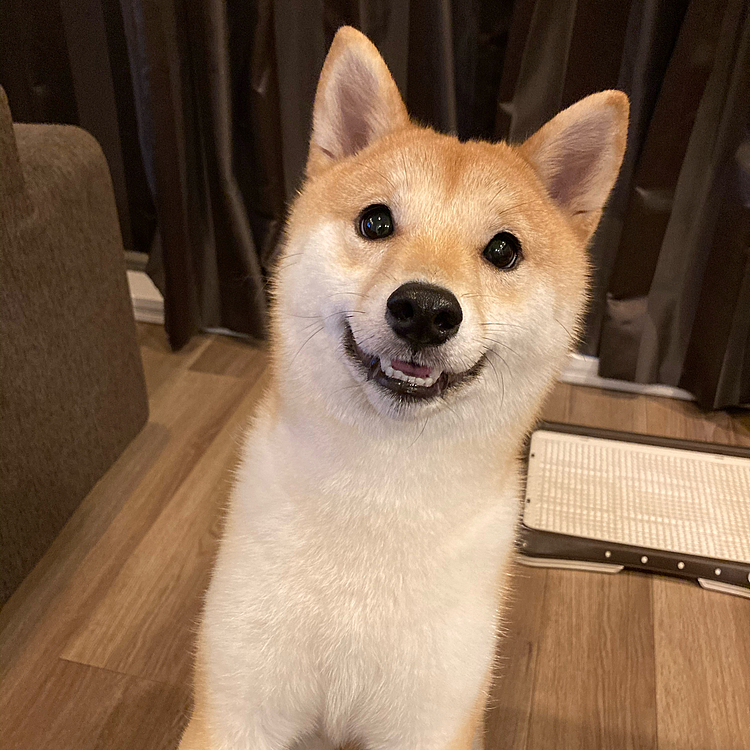 せつ「ごはんもっとちょーだい❣️」

キラキラ✨攻撃炸裂⭐️