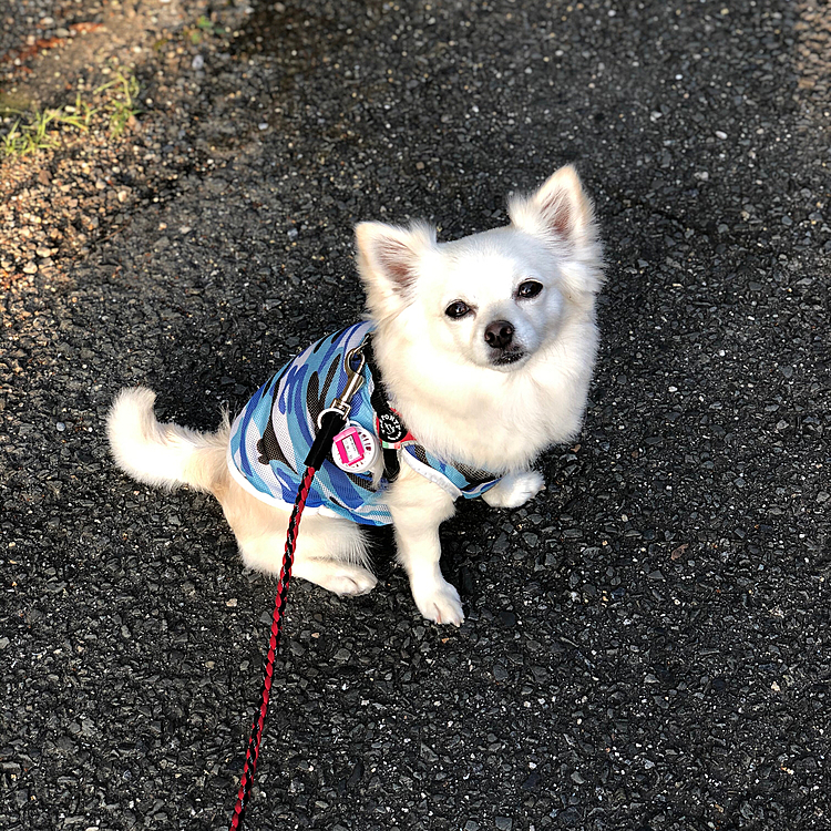 おはようございます☀
今朝はちょうどいい感じの気温で、快適なお散歩でした🎵🐶
小雪も蒸し暑くないのでご満悦💕