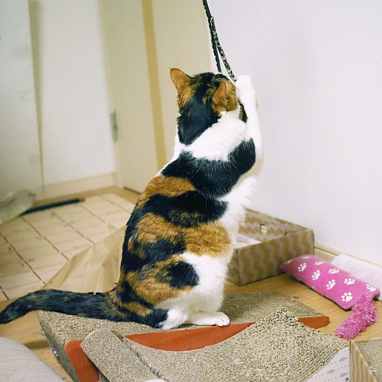 バックキャッチ