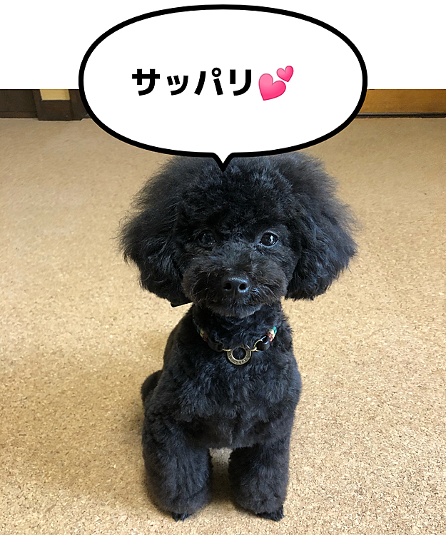 トリミングに行ってきました❣️