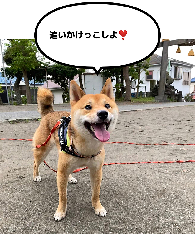 昨日の夕散歩です🐾
涼しくなってから30分くらいお散歩しました😊