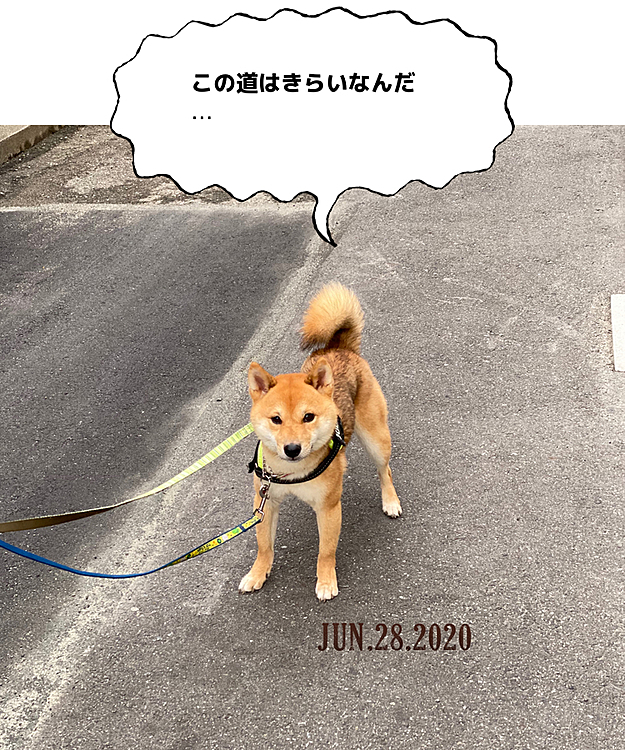 お散歩中、何ヶ所か立ち止まる場所があります😅

お散歩を終えてお家シャンプー🧴しました😄
久しぶりでしたがおりこうさんにしてました💕
バリケンもトイレも洗ってスッキリサッパリです✨