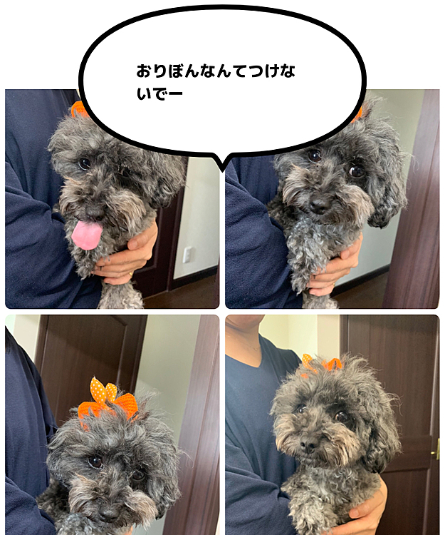 パールちゃんに買ったりぼんなのですが嫌いすぎて外す時案の定噛みつかれました。
