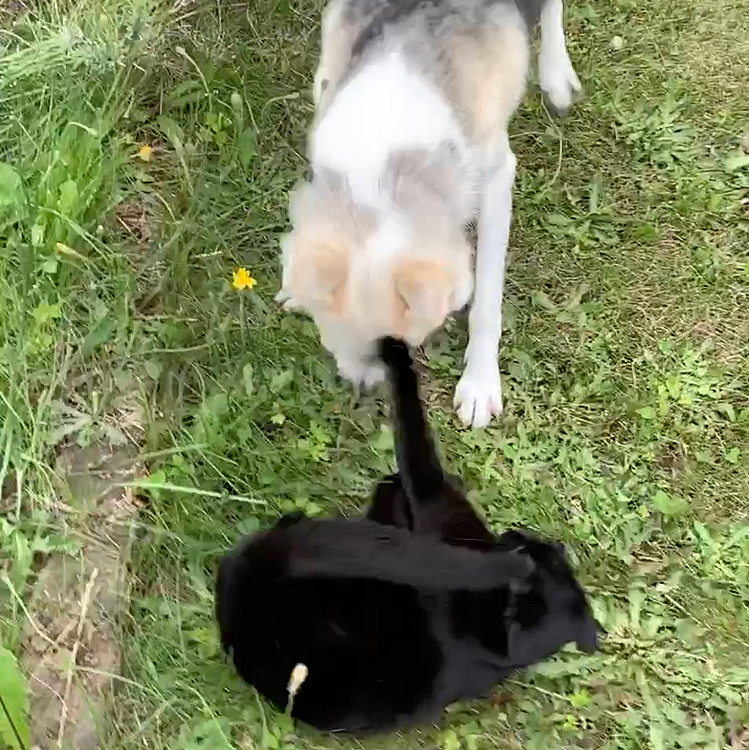 この後　猫パンチ🤛