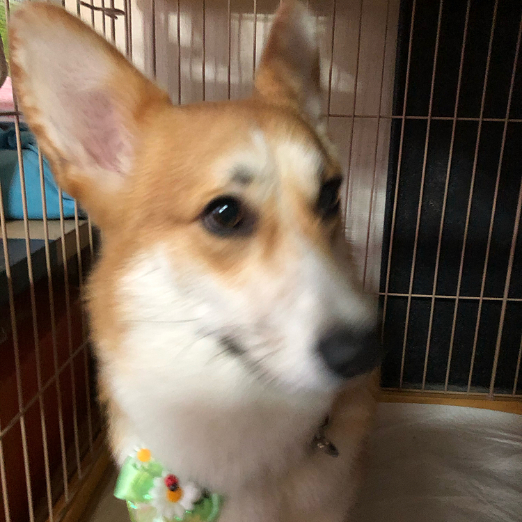 シャンプーしてきました〜♪
イケメンに仕上がってるでせうか？😁