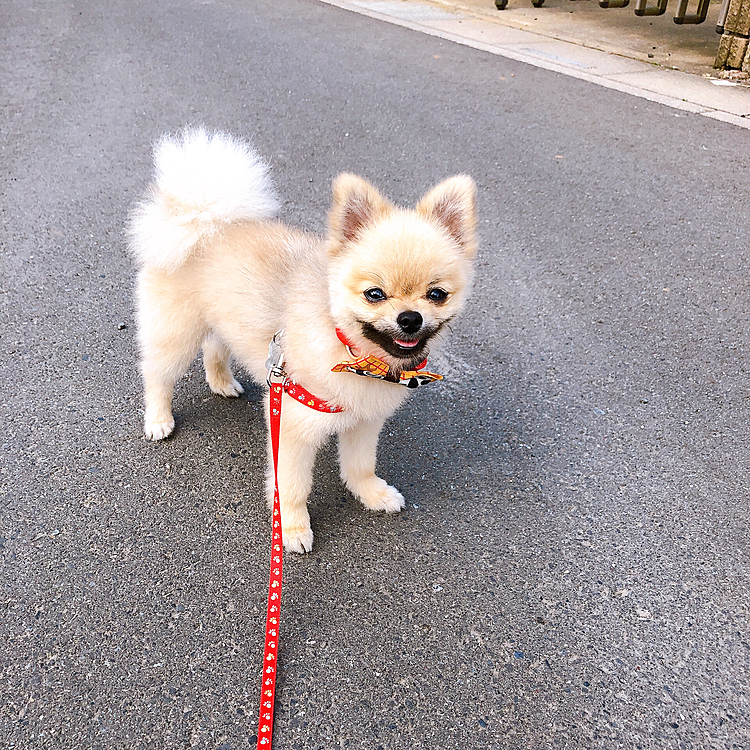 こた散歩❤️
下から見つめてくれる可愛い笑顔が大好き❤️