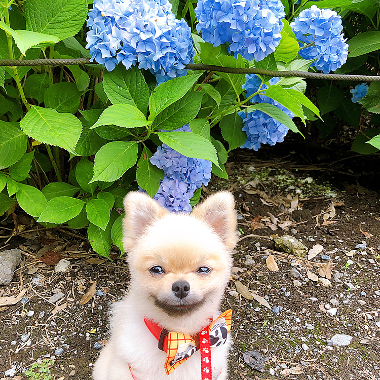 前に、お花の前で写真撮りたくて
おすわりして写メ撮ってからおやつあげたら、
覚えたのかお花を見るとおすわりしてこっちを見てくる😁笑