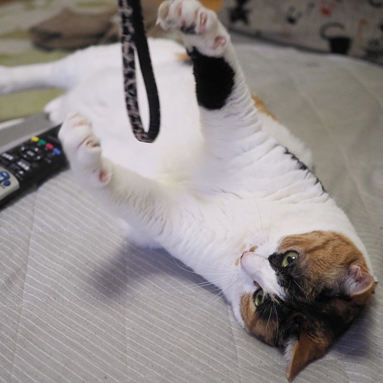 キャッチするにゃ