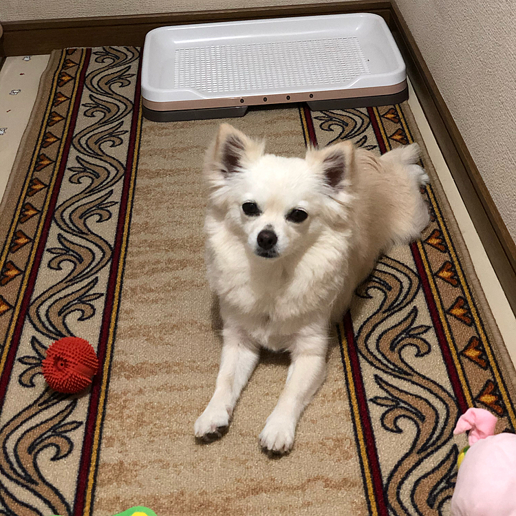 濡れたので、シャツ脱いで裸族です🐶
またシャツ着ようね👍😁
シャツ1枚着てるだけでも、汚れや抜け毛対策になるからね🎵
夏はエアコンで冷え過ぎてもあかんしね😊