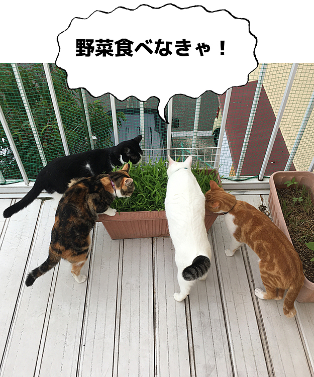 ママが洗濯物干す時、葉っぱ食べるのが日課！
ゴクウのベランダデビューはもうちょっと後かな・・・(^^)