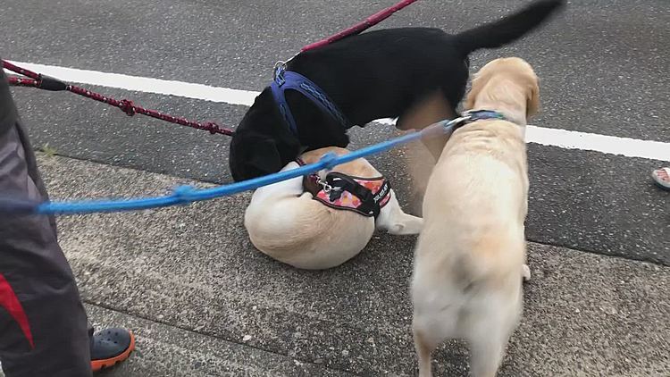 昨日の夕散歩🐾
黒ラブ🐶レスキューくんと鉢合わせ🎶

カレンがレスキューくんに、大好き💕アピール炸裂です🥰
あまりにしつこくて、怒られてるのにお構い無し💗