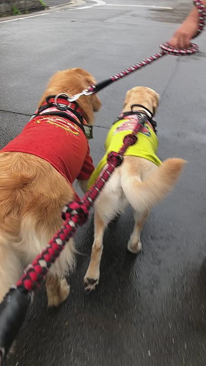 今朝は小雨の降る中、短時間でしたが、お散歩行って来れました🐾

アリスと主人の間に割り込むカレン🐶🎶
その度にアリスが立ち止まるので、無限ループ♾で続きます😂笑
分かりますかね〜💦