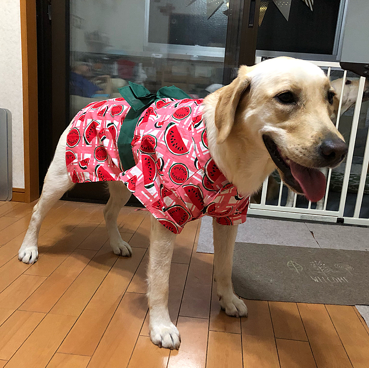 今日は、天真爛漫なお転婆娘✨
お祭り女の🐶カレン特集でした❣️

次回は🎀アリス🐶
乞うご期待⁉️