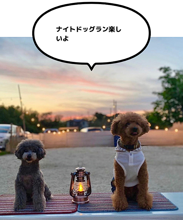 ナイトドッグランでこの夏ワンちゃん達との思い出増やしましょう♪