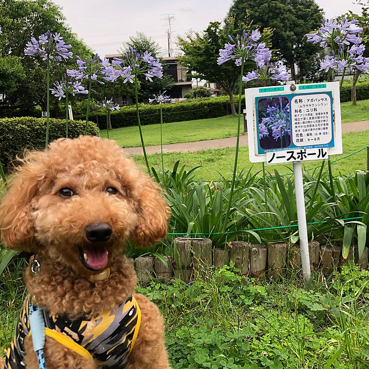 なんか花が咲いてたので一緒に😀
花のことはわかんないな〜😅