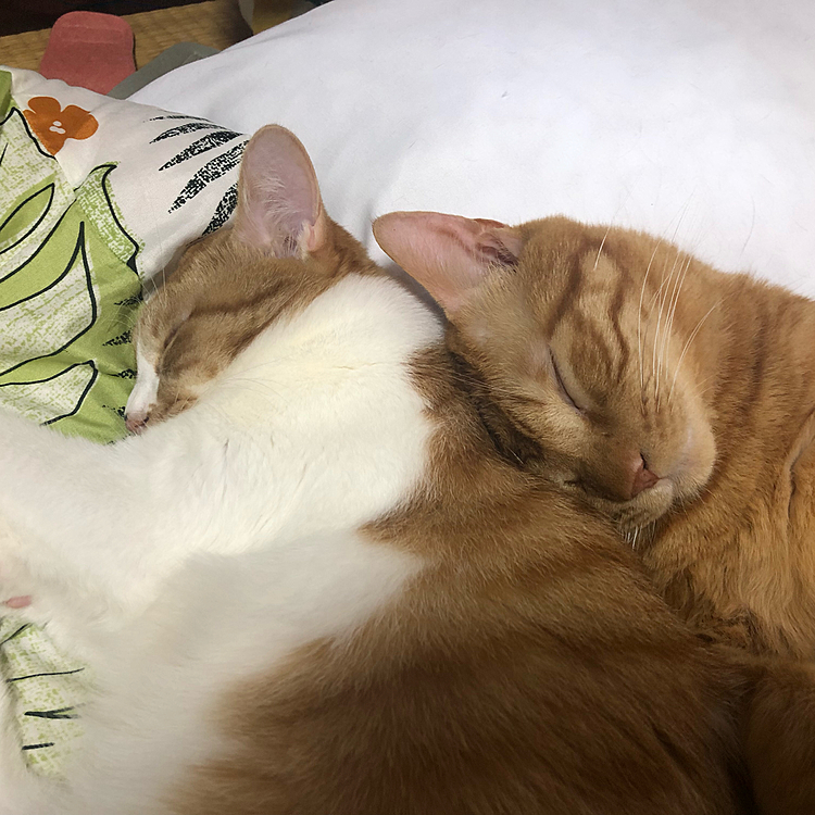 仲良しコンビ^._.^