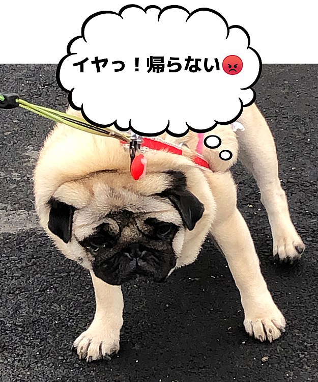 お散歩もっと、もっとの抵抗です😓