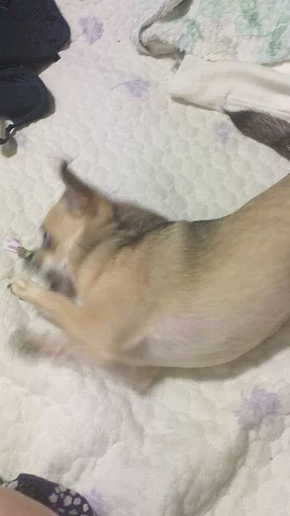 pocoは、私の化粧品のキャップに夢中
手の動きがアクロバティック　猫🐱ちゃんみたいになってます🐶💦