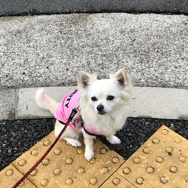 おはようございます☁️
今朝は雨が止んでたのでお散歩へ行ってきました🎵🐶
小雪は昨日の朝ちょびっとしかお散歩できなかったからご満悦💕