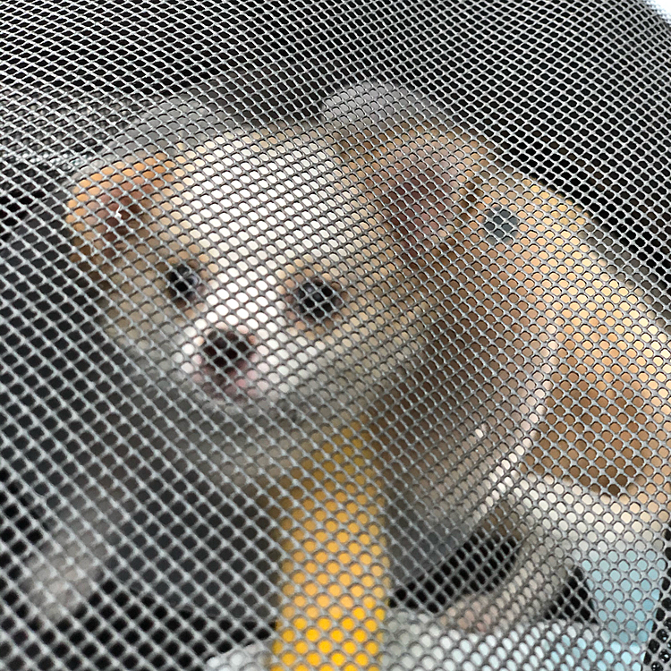 小春はリュックで同伴出勤🐶
早朝は車も人も少なくて、社会化練習にはなってないかもやけど…
お外の匂いには慣れるかな❓😁