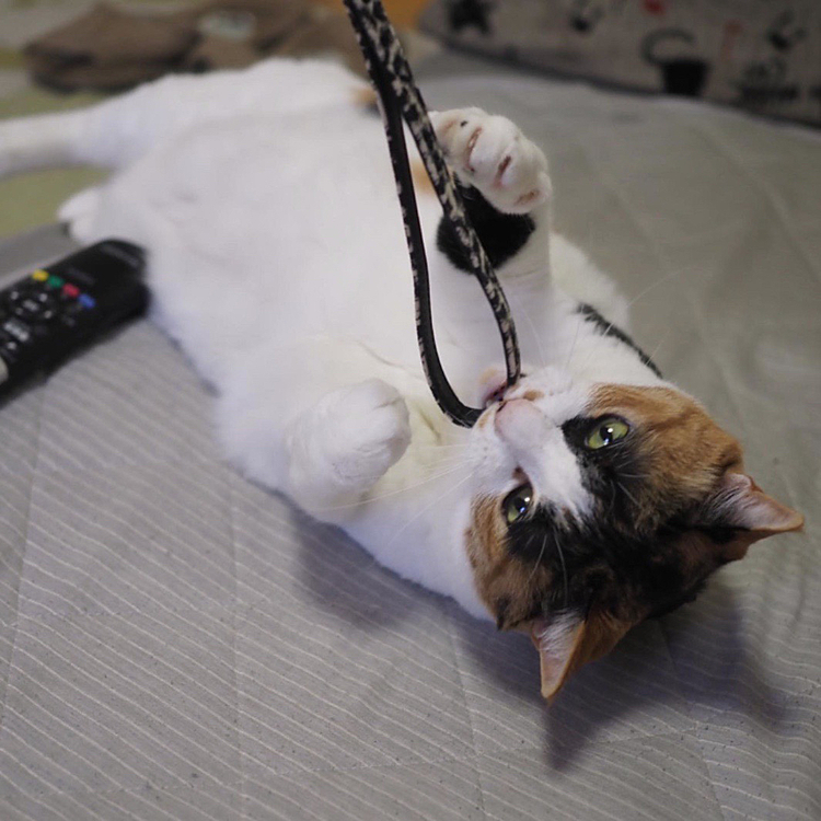 口でキャッチにゃ