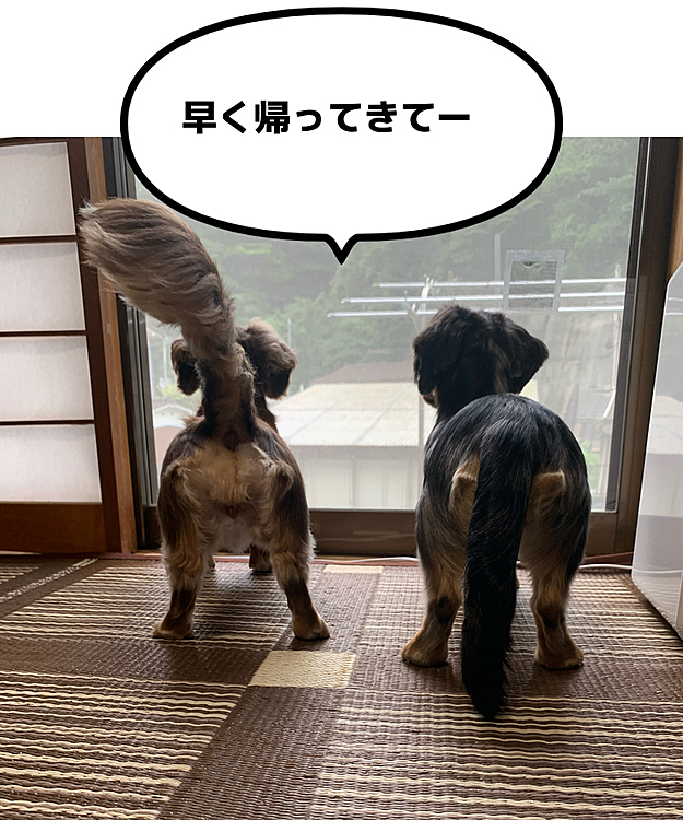 家族の帰りを待ちながら
外をながめてるワンコたち❤️