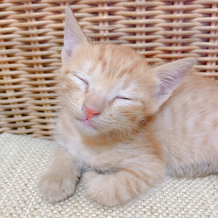 おねんね💤
癒される😍