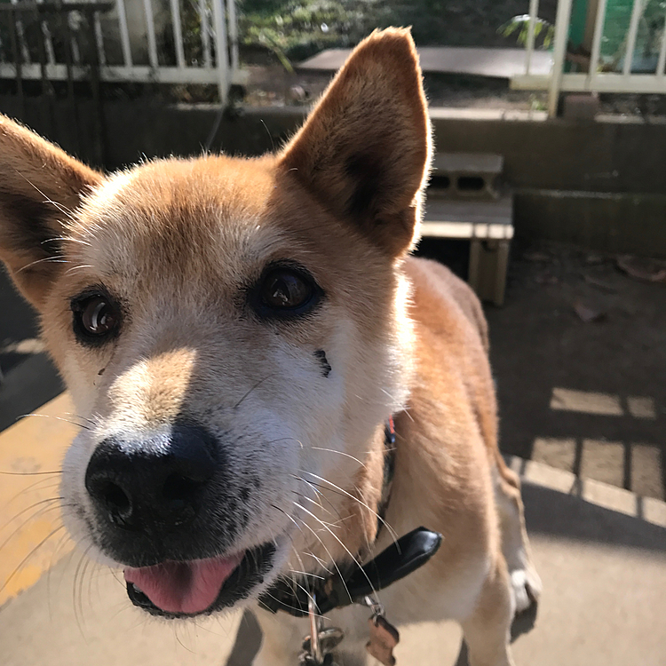 今日は実家わんこの誕生日💕もう🌈の橋を渡って３年かな❓柴犬風雑種のスーパーチキン‼️天敵のカラスを追い払うのに十字靭帯を損傷し、毎回草むしり中の父の手を噛む残念なコ😅今月のお墓参りには缶詰め持ってかなきゃ😆ハピさんも一緒に行こうね❗️