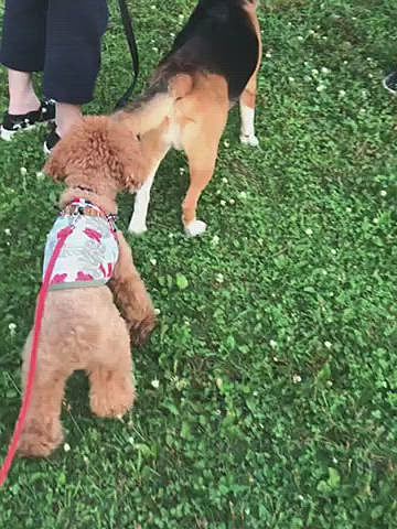 30🐶はいたかな☺️
クンクンしたりされたり、5か月の可愛い子ちゃんに追いかけられたり2時間ちょっとの楽しいロング散歩になりましたね👍