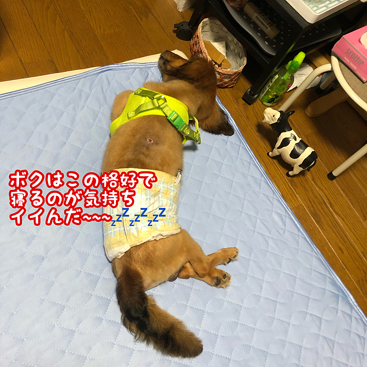 やっぱり頭と足の方向がおかしいよ(￣▽￣;)💦