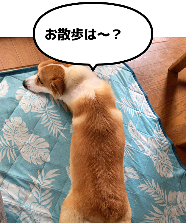 お散歩に行こうとして、首輪つけてリード付けて、玄関出たら😱😱😱
まさかの雨がポツポツ☔️🌀
はい、残念！お散歩行けないよ？
まある撃沈スタイル💦