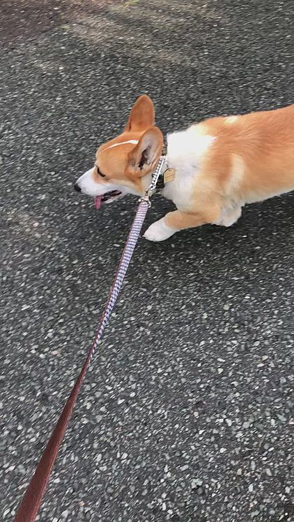 その後、止んだので再度散歩を試みる😃
晴れて見えるけど、雨も☔️少し降ってます💦
でも、外に出れたまあるはスタスタと😃
本降りになる前に行けてよかったね😃