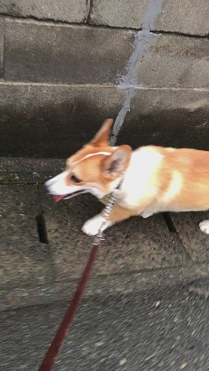 今日の夕方も晴れ間見てのお散歩💦
散歩の時間難しいね💦
でも7時でもまだ明るいね😃