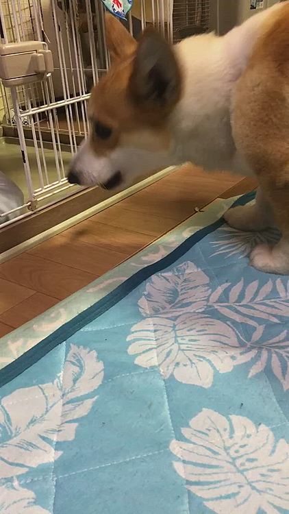 散歩から帰宅しても元気溢れてる😃
仔犬の時に、友達からもらったオモチャが出てきて、まあるに渡したら、遊んでた🤣
しばらくこんな感じで遊んでたよー😃
楽しそうだね🤣