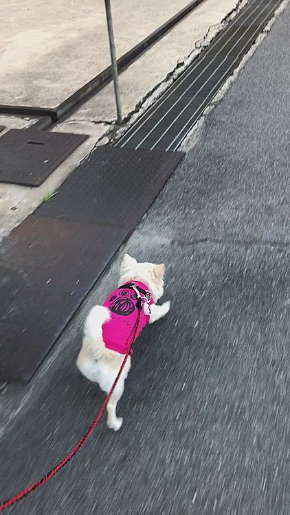 朝ん歩に行ってきたよ〜🐾👣
風があって涼しいから歩きやすかったね💕