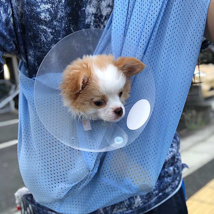 小春は夏用メッシュのスリングで同伴出勤🐶
足元が踏ん張れないから不安定で心地悪かったかな❓😅
