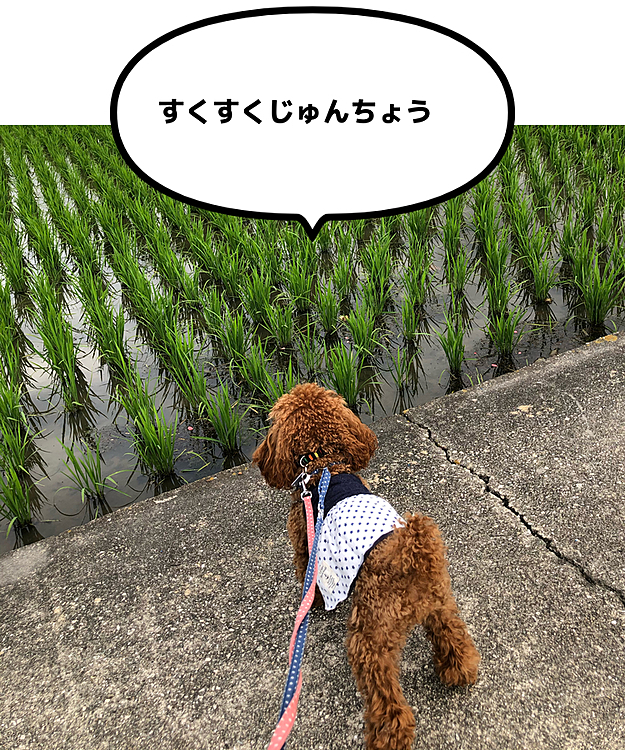 見守り中の🌾🌾も順調に育っています。👏👏
美味しいお米になります様に。
楽しみです。🐶👵
