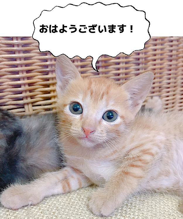 おはようございます😃
子猫たちみんな頑張って大きくなあれ！