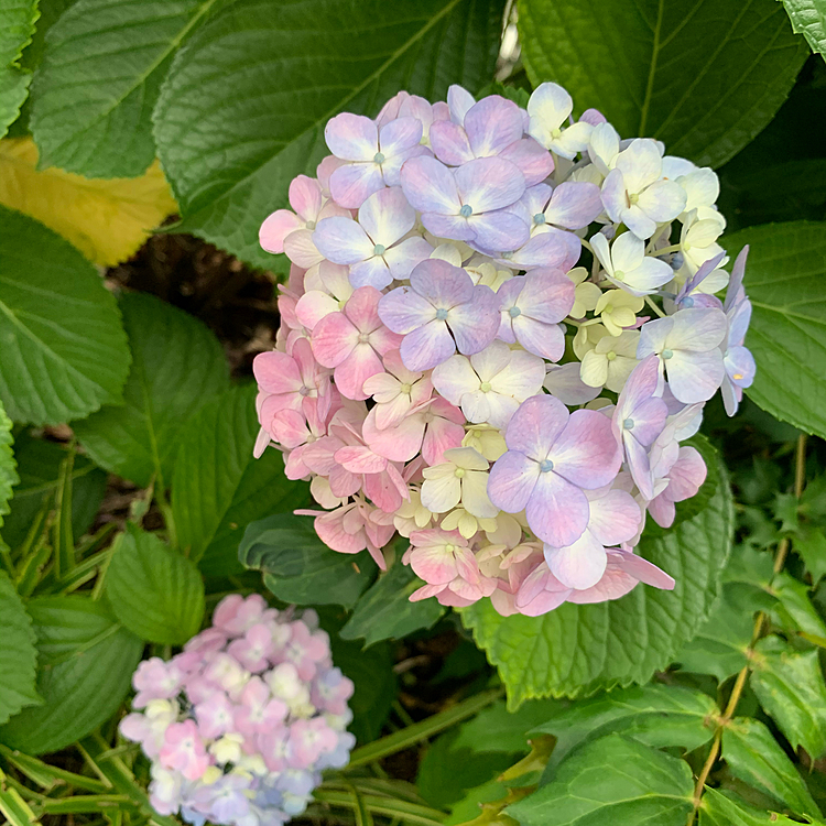 本日朝散歩でご挨拶した柴さんは今、19歳と半年だそうです。長生きだぁ☺️自分では立てなくて、ご飯も食べれないから毎日病院って聞いたけど。お散歩楽しそうにしてました。
目標です❗️ハピと長生き‼️