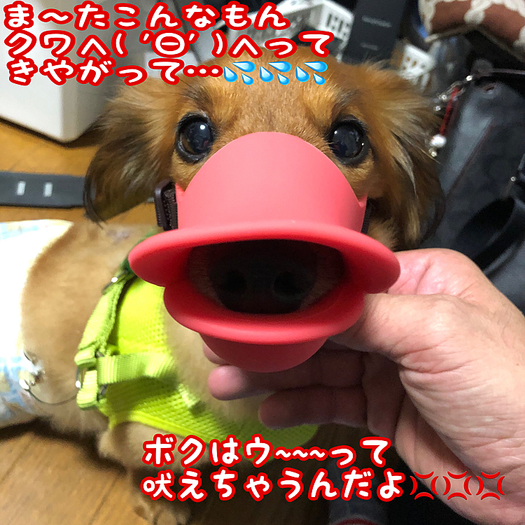 オムツ替え対策で買ってみました💡
ココ太郎🐶はこんな事言ってるけど…
あまり怖く見えないꉂ л̵ʱªʱªʱª (ᕑᗢूᓫ∗)˒˒
ココ🐶： ｶﾞ━=͟͟͞͞(Ŏ◊Ŏ ‧̣̥̇)━ﾝ