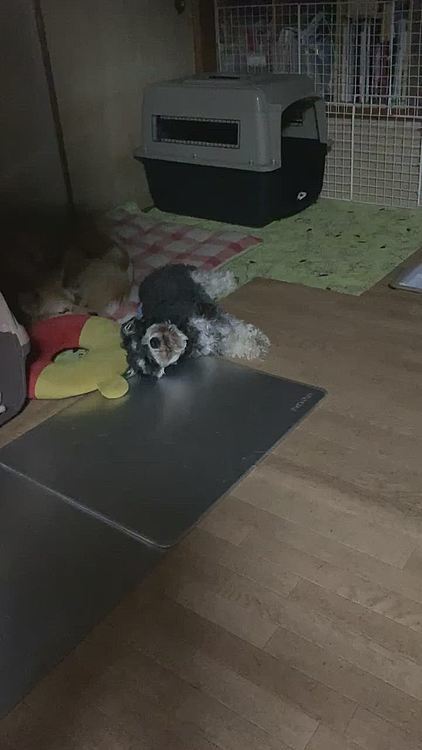 横着過ぎない⁉️サンちゃん💦💦