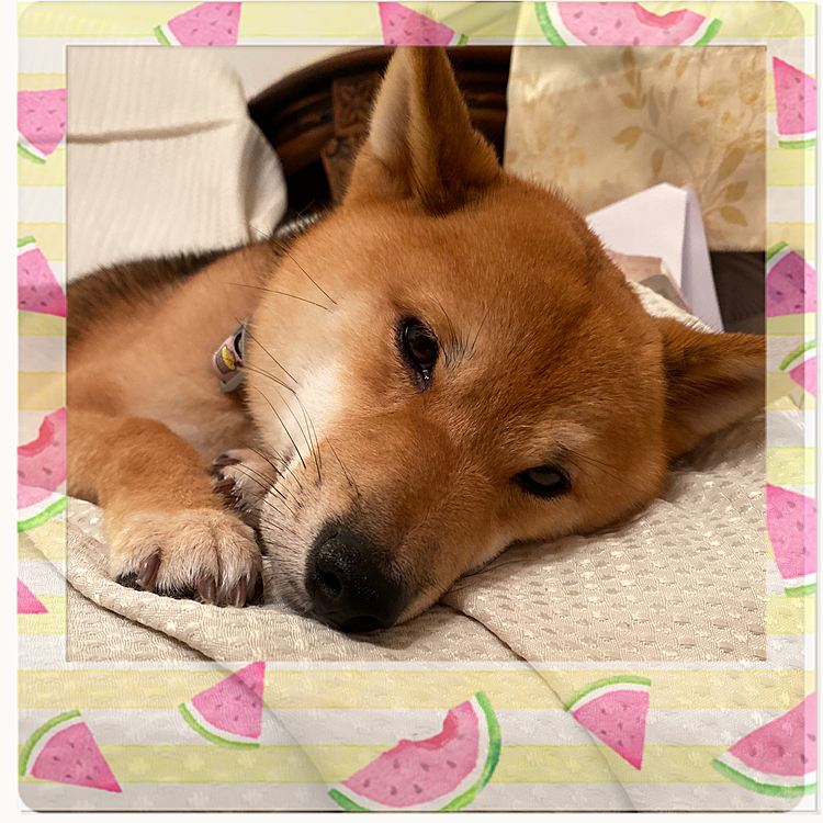 7月2日
地元のドッグランが昨日から再開され、夕方になるのを待って行ったところ。。。

走り出した櫂でしたが、追いかけてきた大きいわんこに倒され首を何度もガブガブされてギャン泣きの櫂‪( ˟_˟ )   
帰ってきてからも落ち込んで見えます。
じゃれあいたかったようですが、私もびっくりしました💦
トラウマにならないといいな😅