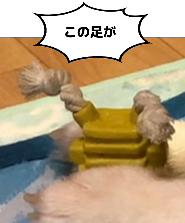 昨日楽しく遊んでたおもちゃ💦
パピー時代のね💦
これが大変な事に💦