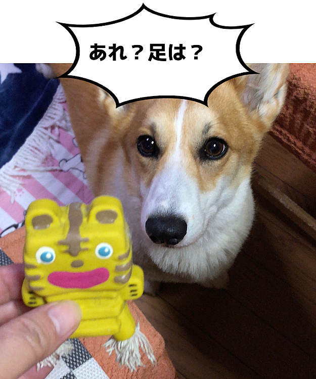 まある。。足ないけど？
右足も左足もないけど？💦
おかーさん、部屋の中をひたすら探しまくりました🌀
結果、ありまへーん😱😱😱😱😱
もしや？？食べた？😱😱😱😱
おかーさん、悩むこと30分💦
病院行くべきか。。様子みるべきか💦
