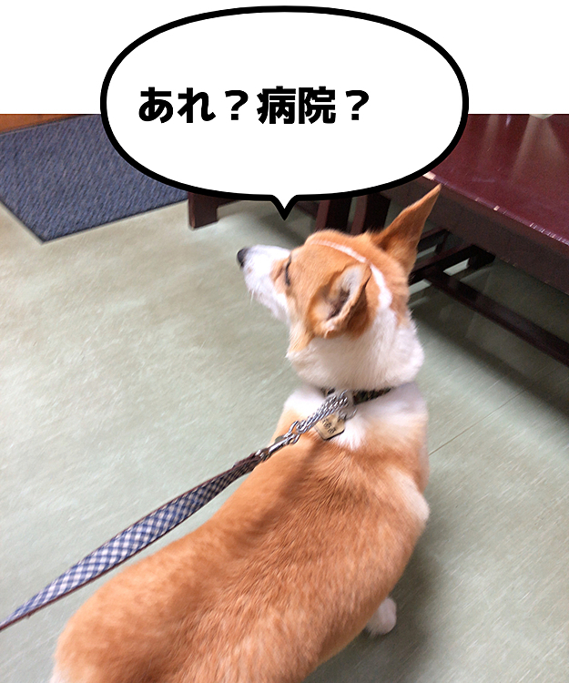 病院に電話して聞いてみた💦
とりあえず、連れてきてくださいと💦
本人元気なせいか、何で病院来たのか分からず💦
レントゲンには写っておらず💦
ご飯の陰に隠れてるかもというわけで、吐き気を催して吐かせる処置をしてもらいました。
でも、ご飯しか出てこず。
夜まで病院で点滴。。家で💩から出てくるか様子見。
