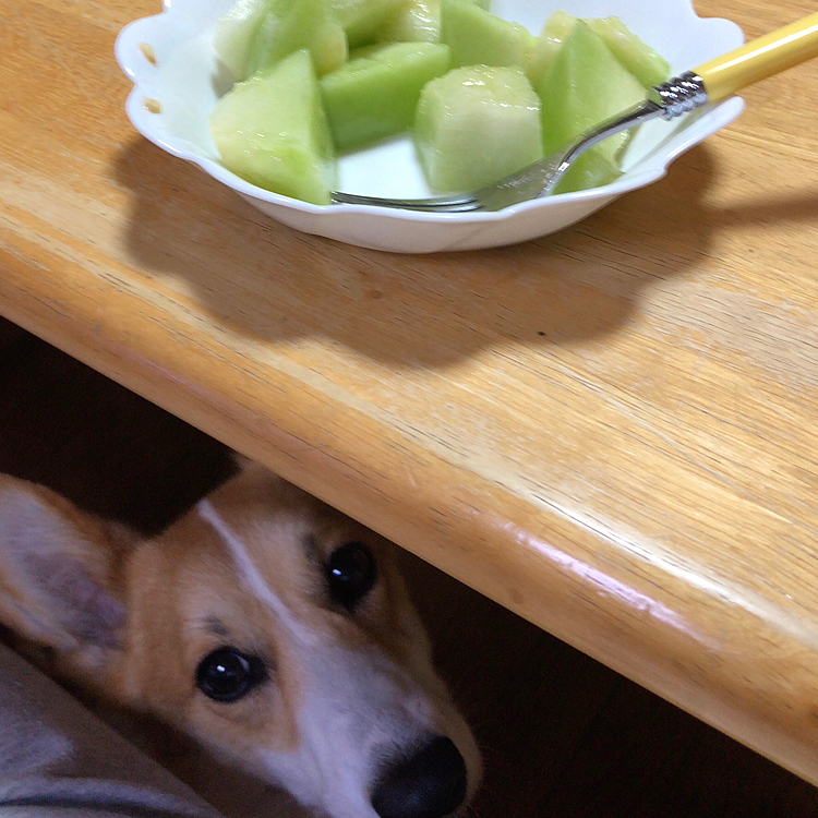 そんな顔しても、今日はあげないよ🌀
皆さんも、オモチャで遊ぶ時は監視してないと危ないですからね💦

思わず、キノコ事件🍄思い出した私でした。
初心の心、忘れちゃダメだわ🌀