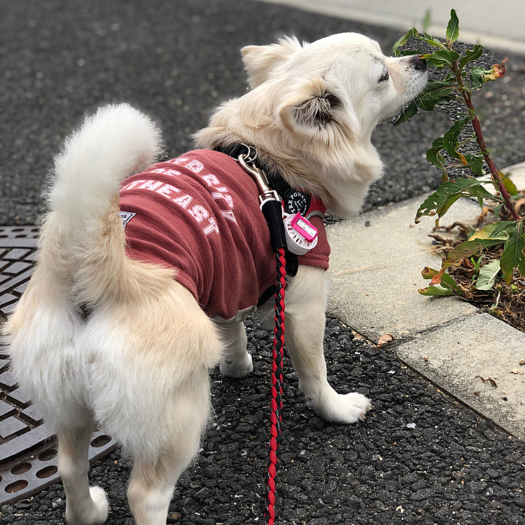 おはようございます☁️
今朝も小雪は元気いっぱいお散歩してきました🎵🐶